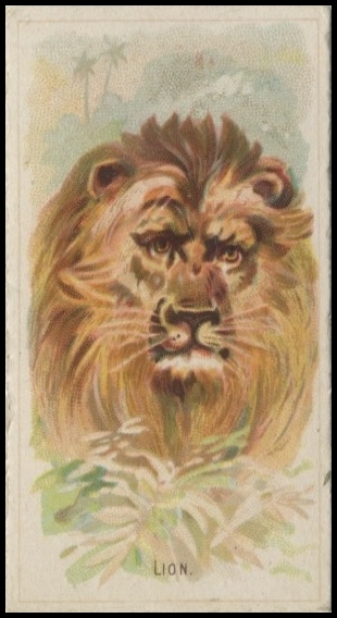 N25 Lion.jpg